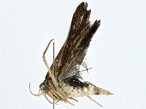  ( - BIOUG91364-B05)  @11 [ ] CreativeCommons - Attribution (2022) CBG Photography Group Centre for Biodiversity Genomics