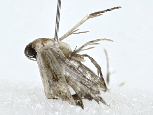  ( - BIOUG91364-C08)  @11 [ ] CreativeCommons - Attribution (2022) CBG Photography Group Centre for Biodiversity Genomics