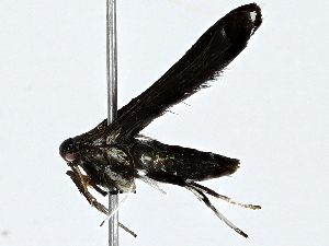  ( - BIOUG91367-E10)  @11 [ ] CreativeCommons - Attribution (2022) CBG Photography Group Centre for Biodiversity Genomics