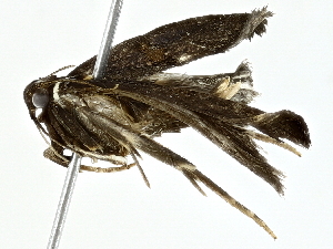  ( - BIOUG91368-A01)  @11 [ ] CreativeCommons - Attribution (2022) CBG Photography Group Centre for Biodiversity Genomics