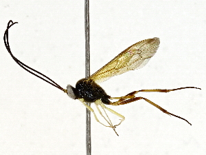  ( - BIOUG91394-B01)  @11 [ ] CreativeCommons - Attribution (2022) CBG Photography Group Centre for Biodiversity Genomics