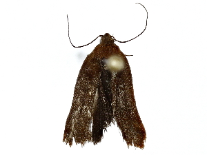  (gelMalaise01 Malaise5942 - BIOUG91394-C10)  @13 [ ] CreativeCommons - Attribution (2022) CBG Photography Group Centre for Biodiversity Genomics