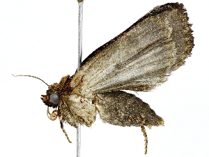  ( - BIOUG91397-B08)  @11 [ ] CreativeCommons - Attribution (2022) CBG Photography Group Centre for Biodiversity Genomics