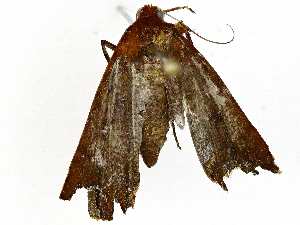  (Rejectaria rosimonalisDHJ03 - BIOUG91397-C02)  @11 [ ] CreativeCommons - Attribution (2022) CBG Photography Group Centre for Biodiversity Genomics