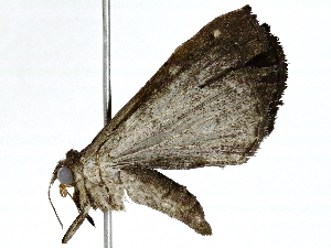  (Hypena Malaise9597 - BIOUG91397-F04)  @11 [ ] CreativeCommons - Attribution (2022) CBG Photography Group Centre for Biodiversity Genomics