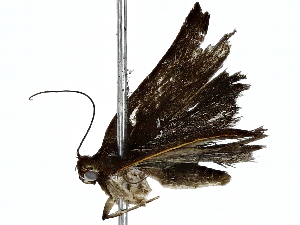  ( - BIOUG91398-G06)  @11 [ ] CreativeCommons - Attribution (2022) CBG Photography Group Centre for Biodiversity Genomics