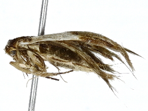  (Blastobasis Malaise5745 - BIOUG91398-G08)  @11 [ ] CreativeCommons - Attribution (2022) CBG Photography Group Centre for Biodiversity Genomics