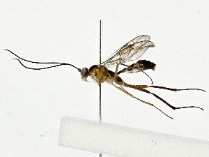  ( - BIOUG91400-A01)  @11 [ ] CreativeCommons - Attribution (2022) CBG Photography Group Centre for Biodiversity Genomics