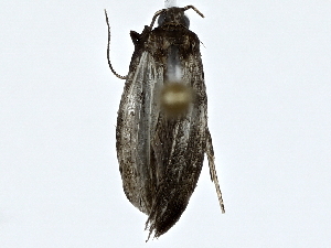  ( - BIOUG91400-A08)  @11 [ ] CreativeCommons - Attribution (2022) CBG Photography Group Centre for Biodiversity Genomics