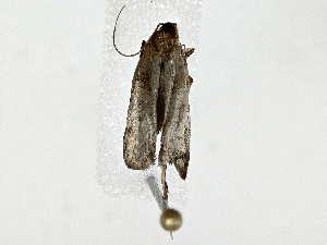  ( - BIOUG91408-H07)  @11 [ ] CreativeCommons - Attribution (2022) CBG Photography Group Centre for Biodiversity Genomics