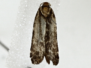  ( - BIOUG91408-H09)  @11 [ ] CreativeCommons - Attribution (2022) CBG Photography Group Centre for Biodiversity Genomics