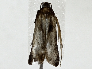  ( - BIOUG91408-H10)  @11 [ ] CreativeCommons - Attribution (2022) CBG Photography Group Centre for Biodiversity Genomics