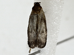  ( - BIOUG91408-H11)  @11 [ ] CreativeCommons - Attribution (2022) CBG Photography Group Centre for Biodiversity Genomics