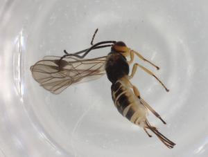  (Bracon Malaise1084 - BIOUG92056-F11)  @11 [ ] CreativeCommons - Attribution (2022) Centre for Biodiversity Genomics Centre for Biodiversity Genomics