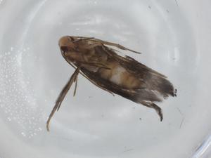  ( - BIOUG92059-D07)  @11 [ ] CreativeCommons - Attribution (2022) Centre for Biodiversity Genomics Centre for Biodiversity Genomics