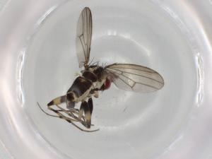  ( - BIOUG92078-D08)  @11 [ ] CreativeCommons - Attribution (2022) Centre for Biodiversity Genomics Centre for Biodiversity Genomics