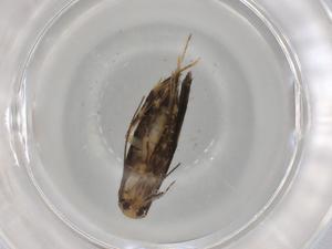  ( - BIOUG92266-C08)  @11 [ ] CreativeCommons - Attribution (2022) Centre for Biodiversity Genomics Centre for Biodiversity Genomics