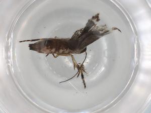  ( - BIOUG92266-C11)  @11 [ ] CreativeCommons - Attribution (2022) Centre for Biodiversity Genomics Centre for Biodiversity Genomics