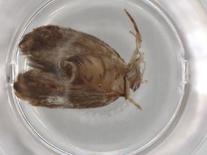  ( - BIOUG92266-E09)  @11 [ ] CreativeCommons - Attribution (2022) Centre for Biodiversity Genomics Centre for Biodiversity Genomics