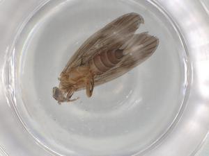  ( - BIOUG92266-E11)  @11 [ ] CreativeCommons - Attribution (2022) Centre for Biodiversity Genomics Centre for Biodiversity Genomics