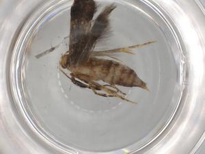  ( - BIOUG92266-H04)  @11 [ ] CreativeCommons - Attribution (2022) Centre for Biodiversity Genomics Centre for Biodiversity Genomics