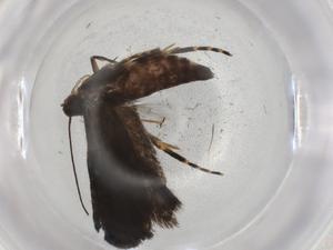  ( - BIOUG92270-B10)  @11 [ ] CreativeCommons - Attribution (2022) Centre for Biodiversity Genomics Centre for Biodiversity Genomics