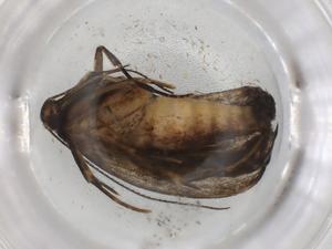  (Dichomeris malaise8070 - BIOUG92270-C02)  @11 [ ] CreativeCommons - Attribution (2022) Centre for Biodiversity Genomics Centre for Biodiversity Genomics