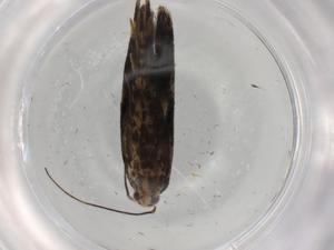  ( - BIOUG92271-A10)  @11 [ ] CreativeCommons - Attribution (2022) Centre for Biodiversity Genomics Centre for Biodiversity Genomics