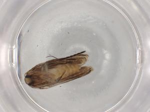  ( - BIOUG92282-G08)  @11 [ ] CreativeCommons - Attribution (2022) Centre for Biodiversity Genomics Centre for Biodiversity Genomics