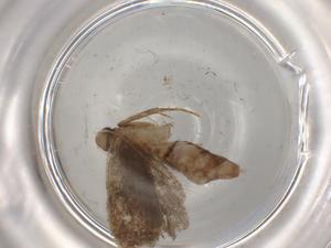  ( - BIOUG92282-H01)  @11 [ ] CreativeCommons - Attribution (2022) Centre for Biodiversity Genomics Centre for Biodiversity Genomics