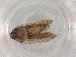  ( - BIOUG92283-D09)  @11 [ ] CreativeCommons - Attribution (2022) Centre for Biodiversity Genomics Centre for Biodiversity Genomics