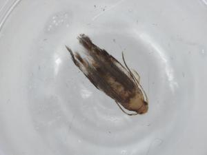  ( - BIOUG92284-B01)  @11 [ ] CreativeCommons - Attribution (2022) Centre for Biodiversity Genomics Centre for Biodiversity Genomics