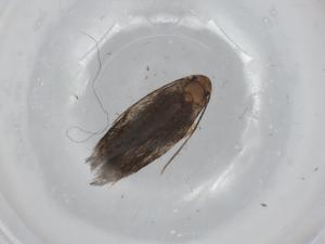  ( - BIOUG92284-B07)  @11 [ ] CreativeCommons - Attribution (2022) Centre for Biodiversity Genomics Centre for Biodiversity Genomics