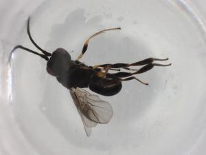  ( - BIOUG92310-D02)  @11 [ ] CreativeCommons - Attribution (2022) Centre for Biodiversity Genomics Centre for Biodiversity Genomics