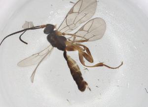  ( - BIOUG93693-B07)  @11 [ ] CreativeCommons - Attribution (2022) Centre for Biodiversity Genomics Centre for Biodiversity Genomics