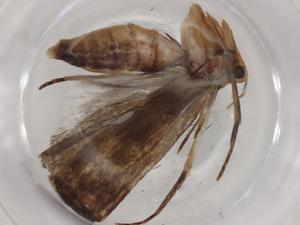  ( - BIOUG93696-D02)  @11 [ ] CreativeCommons - Attribution (2022) Centre for Biodiversity Genomics Centre for Biodiversity Genomics