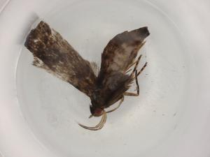  ( - BIOUG93763-A04)  @11 [ ] CreativeCommons - Attribution (2022) Centre for Biodiversity Genomics Centre for Biodiversity Genomics