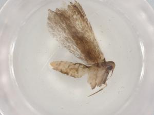  ( - BIOUG93763-C05)  @11 [ ] CreativeCommons - Attribution (2022) Centre for Biodiversity Genomics Centre for Biodiversity Genomics