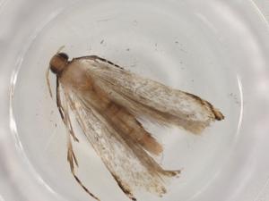  (gelMalaise01 Malaise7613 - BIOUG93763-G09)  @11 [ ] CreativeCommons - Attribution (2022) Centre for Biodiversity Genomics Centre for Biodiversity Genomics