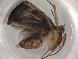  ( - BIOUG93763-H04)  @11 [ ] CreativeCommons - Attribution (2022) Centre for Biodiversity Genomics Centre for Biodiversity Genomics