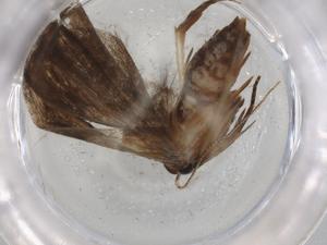  (gelMalaise01 Malaise0686 - BIOUG94185-B01)  @11 [ ] CreativeCommons - Attribution (2022) Centre for Biodiversity Genomics Centre for Biodiversity Genomics