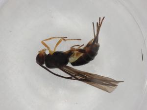  (Bracon Malaise9128 - BIOUG94218-A02)  @11 [ ] CreativeCommons - Attribution (2022) Centre for Biodiversity Genomics Centre for Biodiversity Genomics