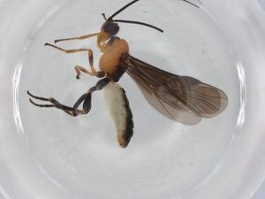  (Bracon Malaise4716 - BIOUG94252-B08)  @11 [ ] CreativeCommons - Attribution (2022) Centre for Biodiversity Genomics Centre for Biodiversity Genomics