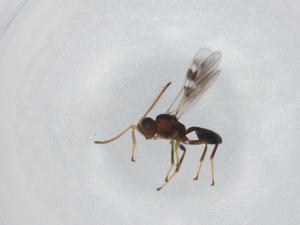  (Centistes MaLaise1355 - BIOUG94252-C02)  @11 [ ] CreativeCommons - Attribution (2022) Centre for Biodiversity Genomics Centre for Biodiversity Genomics