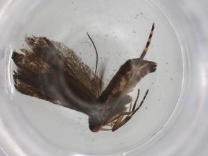  ( - BIOUG94254-A09)  @11 [ ] CreativeCommons - Attribution (2022) Centre for Biodiversity Genomics Centre for Biodiversity Genomics