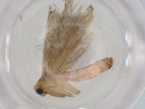  (Erebostrota Malaise3612 - BIOUG94254-B11)  @11 [ ] CreativeCommons - Attribution (2022) Centre for Biodiversity Genomics Centre for Biodiversity Genomics