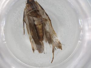  ( - BIOUG94254-D12)  @11 [ ] CreativeCommons - Attribution (2022) Centre for Biodiversity Genomics Centre for Biodiversity Genomics