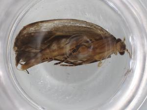  ( - BIOUG94254-H02)  @11 [ ] CreativeCommons - Attribution (2022) Centre for Biodiversity Genomics Centre for Biodiversity Genomics