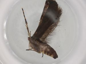  ( - BIOUG94265-A05)  @11 [ ] CreativeCommons - Attribution (2022) Centre for Biodiversity Genomics Centre for Biodiversity Genomics