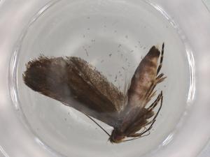  ( - BIOUG94265-D08)  @11 [ ] CreativeCommons - Attribution (2022) Centre for Biodiversity Genomics Centre for Biodiversity Genomics